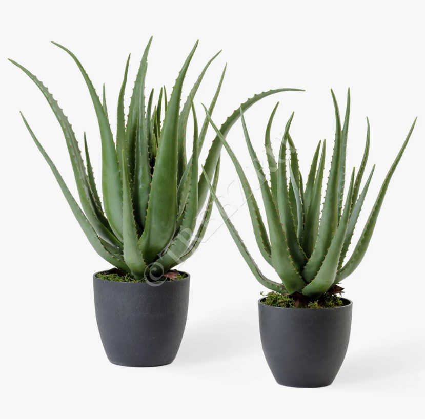 TREEZ Алоэ куст в горшке 57см